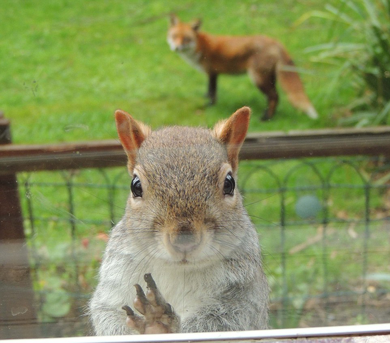 英松鼠敲窗求助表情呆萌 与3只狐狸在花园里生