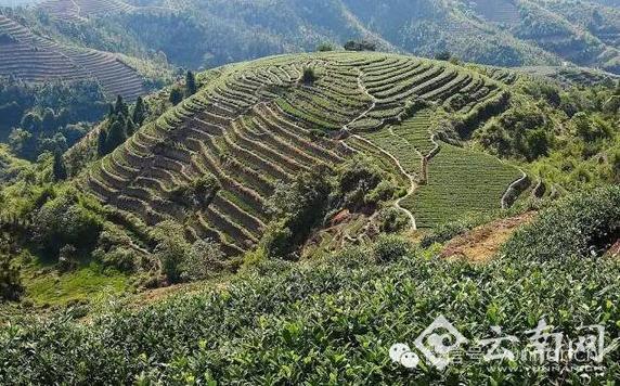  9日云南文博会六大茶山普洱茶拍卖专场邀你探秘古树茶韵