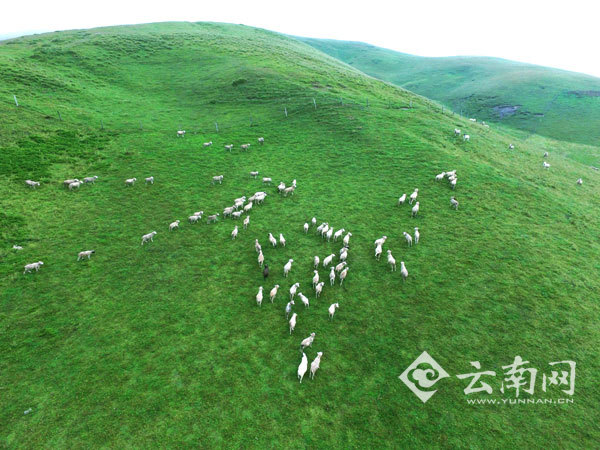 【航拍】白云绿地交织的梦境 用镜头捕捉会泽大海草山的美丽瞬间