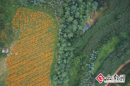  昆明调查队首次应用无人机遥感技术测量秋收 涉及全市170个地片