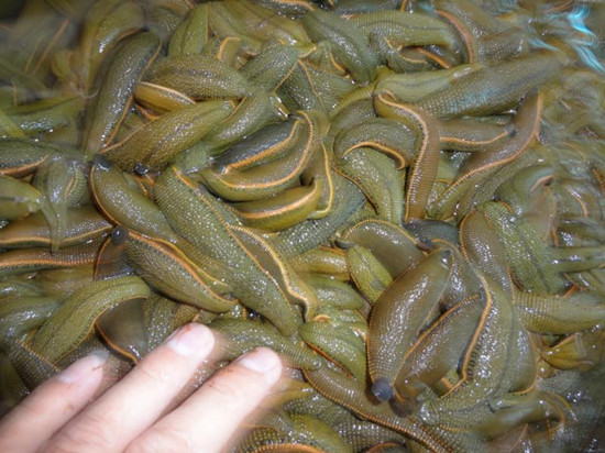 上海特产狗屎糕走红 云南特产哭晕:我们不够