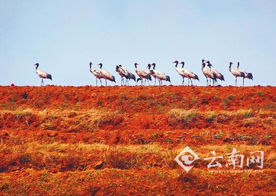 昆明寻甸县:黑颈鹤如约而至