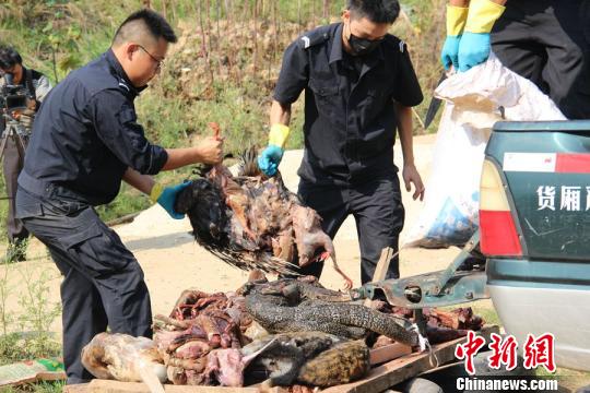 云南景洪市森林公安局销毁841公斤野生动物死体及制品