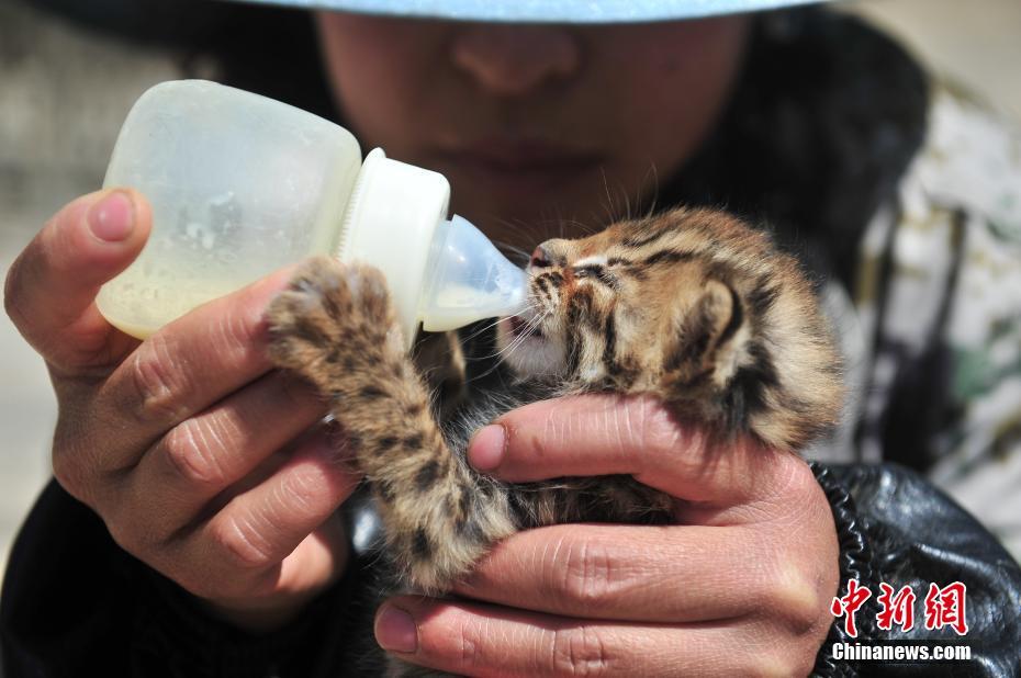 云南野生动物园收容救助小豹猫 呆萌惹人爱