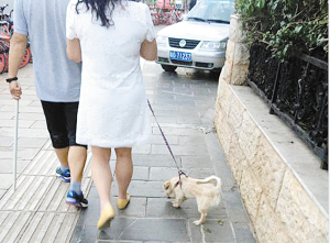 遛狗不拴绳 现不文明养狗影响环境惹人烦6