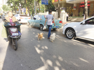 遛狗不拴绳 现不文明养狗影响环境惹人烦