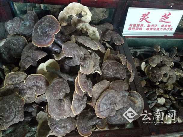 【活力桂东南 网媒广西行】你造吗?在“药