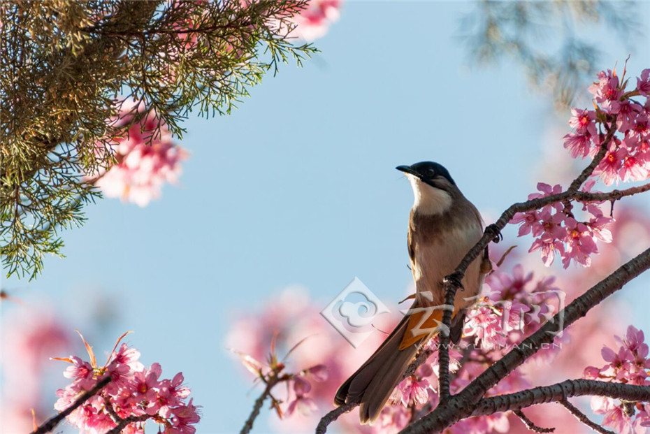 云南大理冬樱花盛开 鸟儿枝头把歌唱(高清图