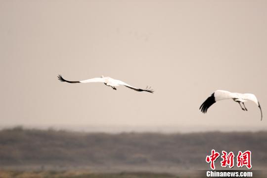 57万余只候鸟飞抵中国最大淡水湖越冬（图）