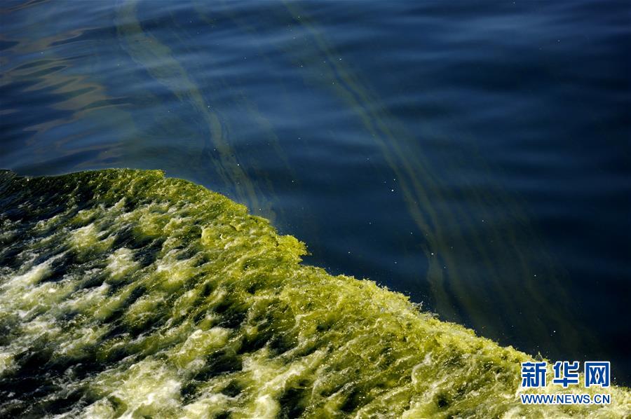 （科技）（3）莫克兰海沟现藻华现象