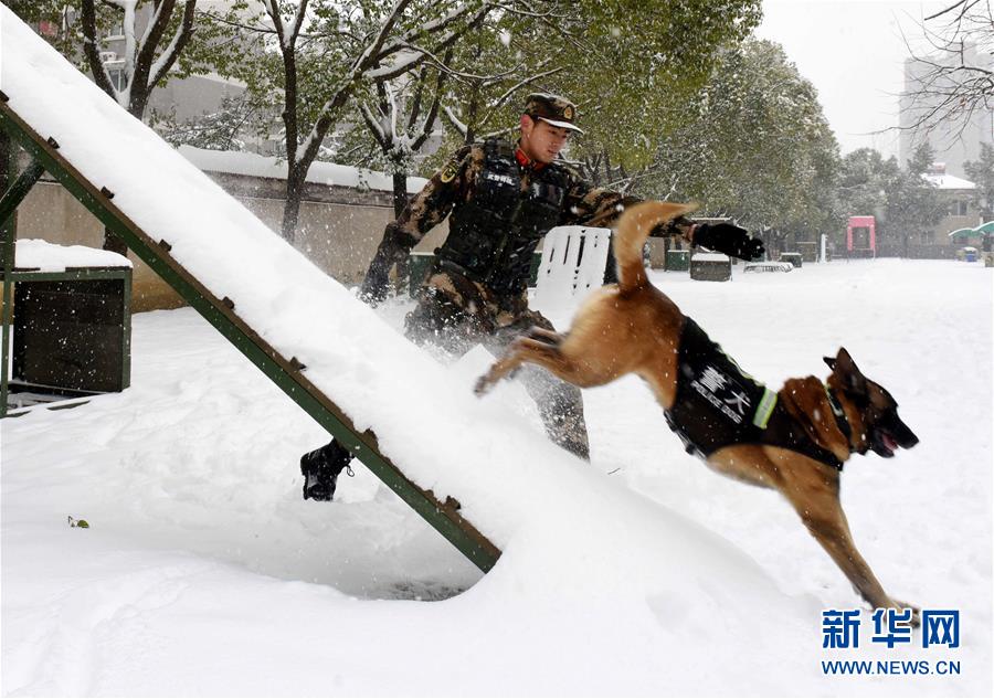 #（图片故事）（4）萌犬·奇兵·战友