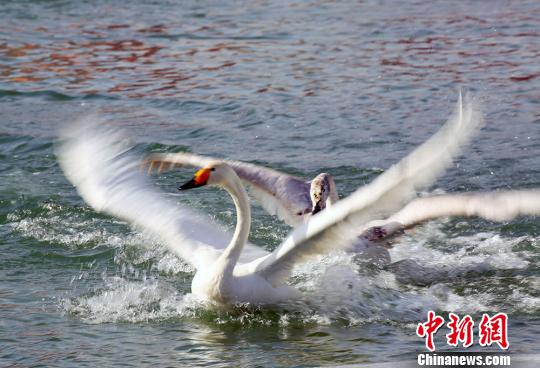 两只天鹅在河面上嬉戏。　罗兴仓 摄