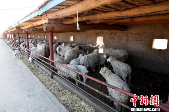 甘肃甘州农民合作社“种养林”新模式：绿了环境富了口袋
