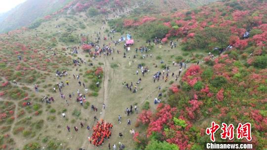 航拍江西石城高山万亩杜鹃花海如歌如画意境悠然