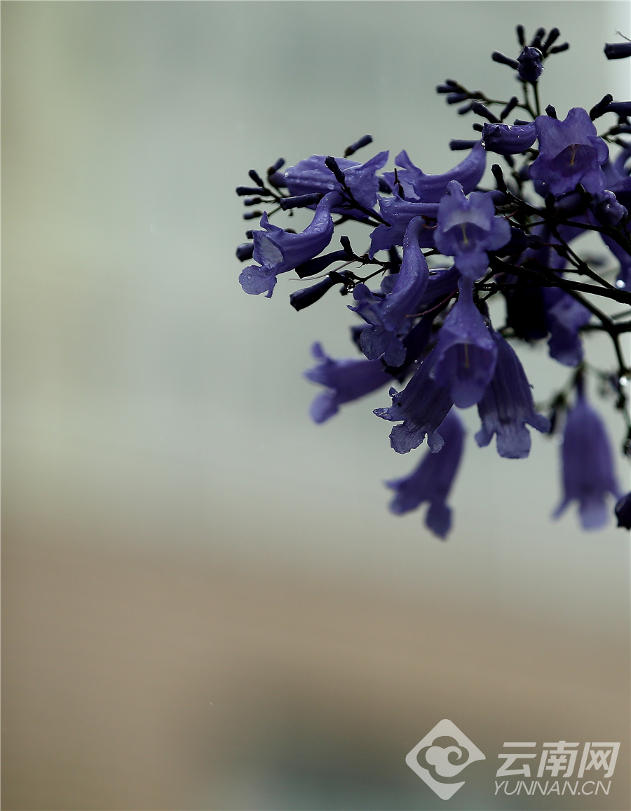 云南昆明：细雨赏花正当时 雨中那些秀美安静的蓝花楹
