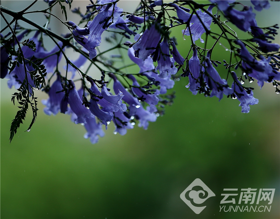 云南昆明：细雨赏花正当时 雨中那些秀美安静的蓝花楹