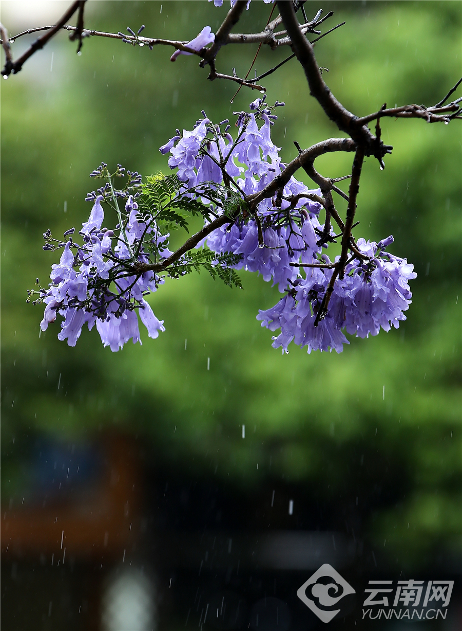 云南昆明：细雨赏花正当时 雨中那些秀美安静的蓝花楹