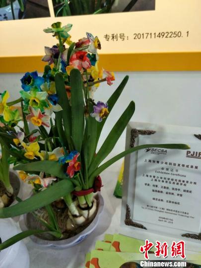 上海中学生培育出五彩水仙花独一无二获专利