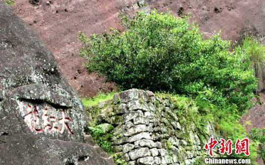 福建武夷山辟谣大红袍母树开采：系高校采制科研标本