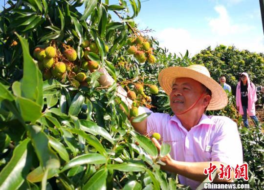 海口火山荔枝上市一串“荔枝王”拍出99000元高价