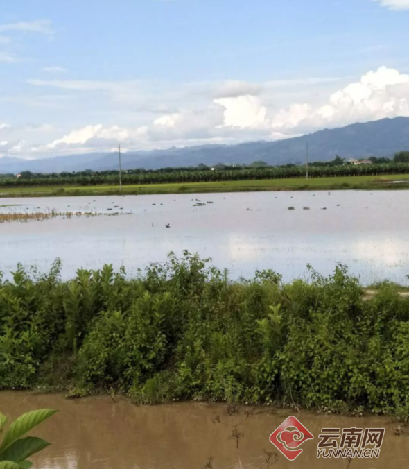 云南保山德宏2州市发生洪涝灾害 7千公顷
