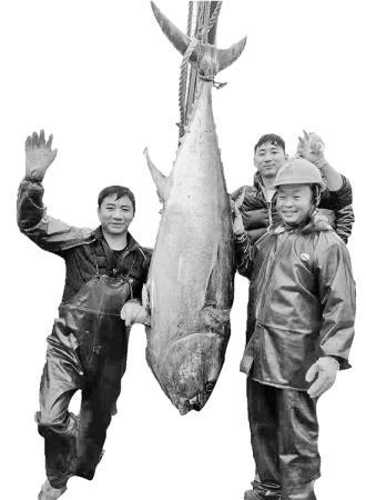 30年等一回 舟山渔民东海捕获比人还高的蓝鳍金枪鱼