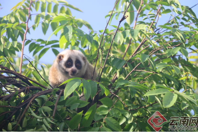 云南德宏：10只蜂猴结伴回归铜壁关自然保护区