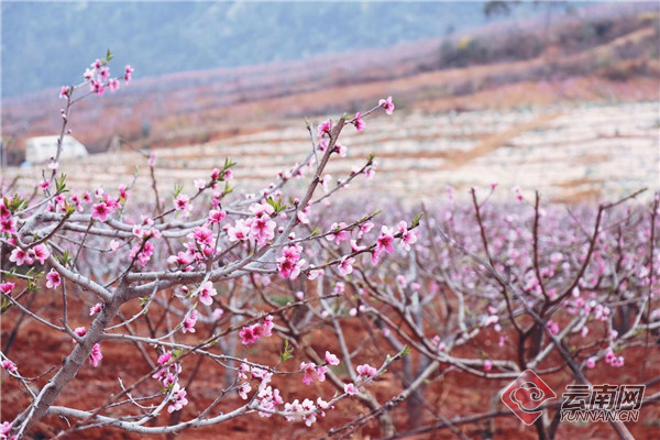 赏十里桃花 云南禄丰土官桃文化旅游节3月16日