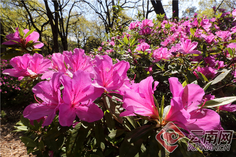 昆明黑龙潭杜鹃花节:春花浪漫"二月二【组图】