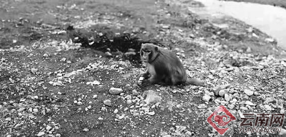 云南大关县村民把猴当“贵宾” 村子却被搅翻天