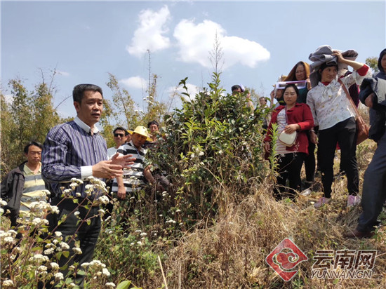 云南省茶叶流通协会携手中远海运开展茶业精准扶贫