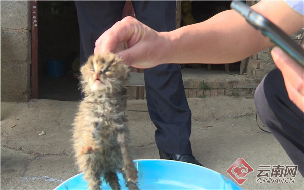 云南泸西县首次发现豹猫幼崽