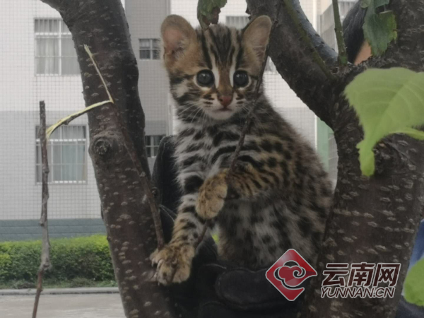 豹猫幼崽雨中落单 红河警民及时救助
