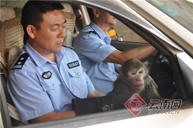云南墨江：村民摘茶遇黏人猴 经鉴定竟是国家一级保护动物熊猴