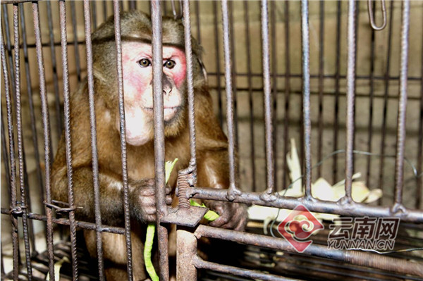 3年前买回的“宠物”变泼猴 云南景洪市民报警后才知是国家保护动物