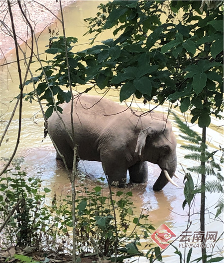 持续高温干旱 云南普洱：野生亚洲象出没找水塘洗澡避暑
