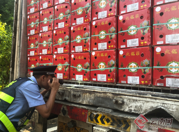 运水果货车暗藏25吨走私冻肉制品在云南红河被查获