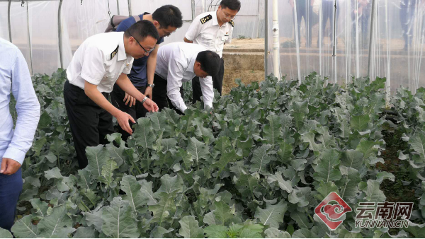 云南4家供港蔬菜基地顺利通过香港相关机构检查（图）