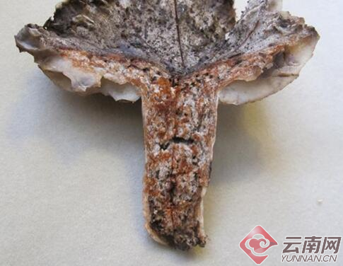 云南省疾控中心提醒：“火炭菌”家族有毒菌，碰不得！