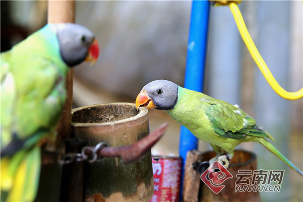 云南警方查获71只非法饲养的野生鹦鹉 16名涉案人员被立案调查