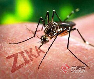 暑期南亚东南亚旅游成热门 昆明海关提醒警惕蚊媒传染病