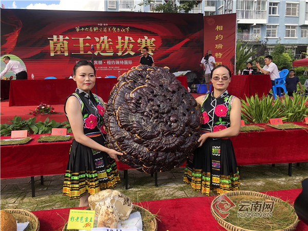 比个头、比重量、比品质 中国·南华第十六届野生菌美食文化节“菌王选拔大赛”开赛