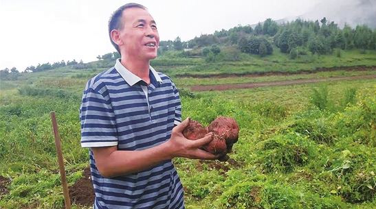 昆明东川李子沟开花洋芋丰收节开幕