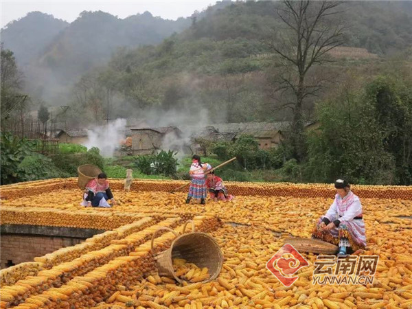 云南马龙2019年农民丰收节邀您感受乡情 再忆童年