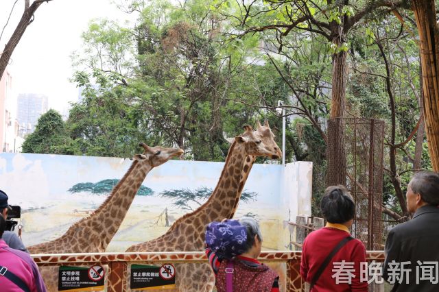 昆明动物园长颈鹿馆4