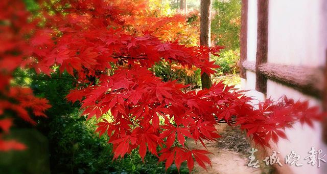 郊野公园枫叶红了