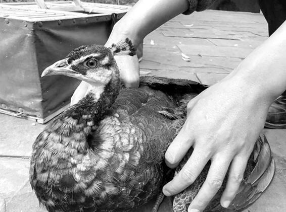 “鸟痴”捐赠5只家养孔雀 给野生动物收容拯救中心