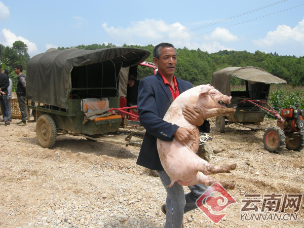 云南保山隆阳区：创新养猪模式 助力群众脱贫