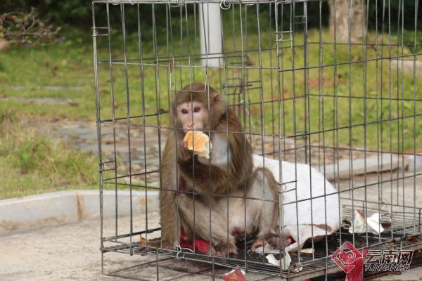 云南宁洱一男子将山上幼猴带回家非法饲养已被立案调查