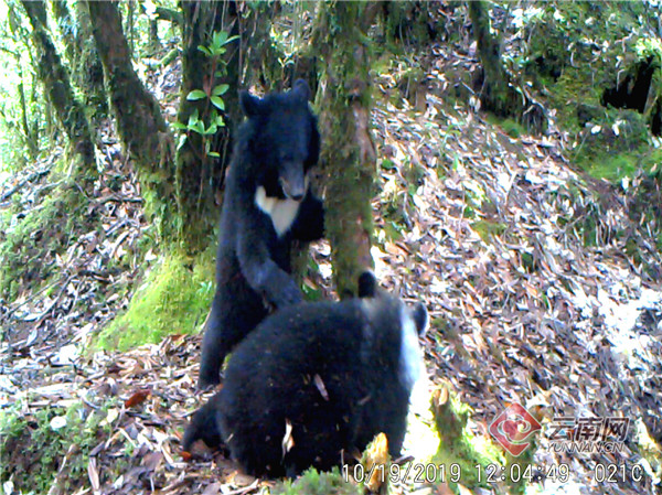 云南龙陵小黑山保护区首次拍到“双熊出没”